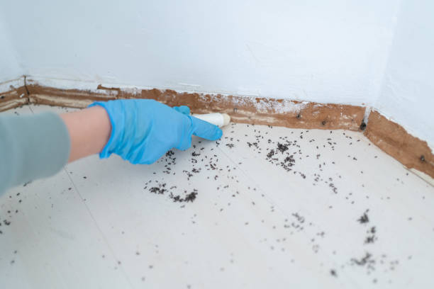 Best Flea Control Services  in Parlier, CA
